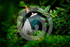 Horned Guan, Oreophasis derbianus, rare bird from Mexico and Guatemala. Big black bird with red crest.  Birdwatching in Central photo