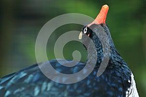 Horned guan