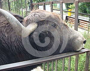 Horned head of buffalo in zoo guardrails
