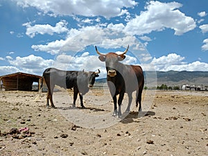 Horned heifers desert