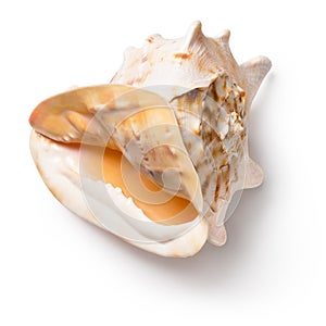 Horned helmet shell (Cassis cornuta)