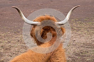 Horned Highland Cow on Phillip Island, Victoria, Australia