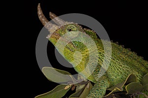 Horned Jackson`s Chameleon, Kenya, Africa