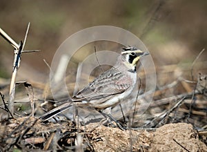 Horned Lark