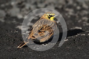 Horned Lark (Eremophila alpestris) photo