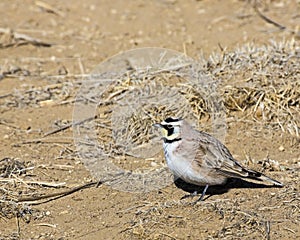 The Horned Lark Eremophila alpestris photo