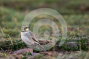 Horned lark, Eremophila alpestris, Morocco