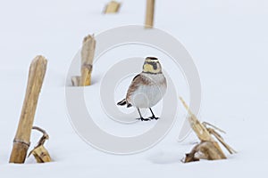 Horned lark in snow covered field