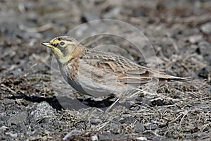 Horned Lark In Winter