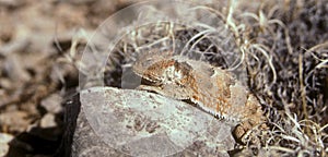 Texas Horned Lizard on a Rock