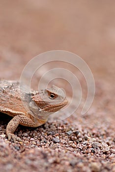 Horned lizard