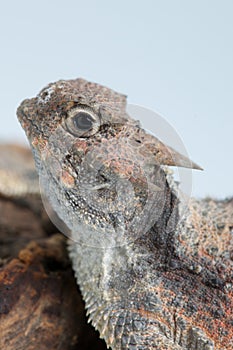 Horned lizard