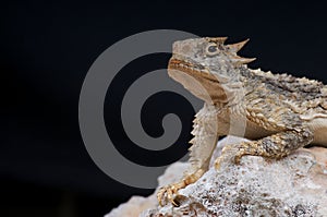 Horned lizard photo