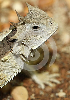 Horned Lizard