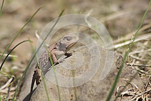 Horned Lizard