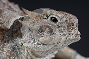 Horned Lizard