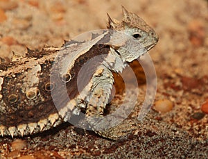 Horned Lizard