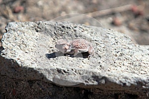 Horned lizard