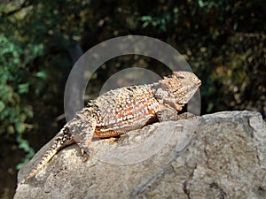 Horned Lizard basking in the sun on a rock