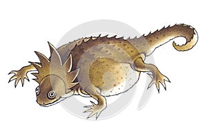 Horned lizard (Phrynosoma)