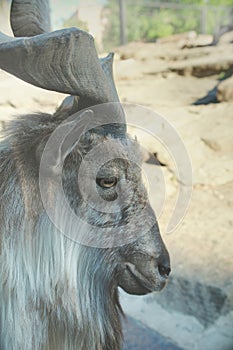 Horned Markhor mountain goat - cloven-hoofed animals.