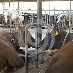 Horned meat cows inside dutch farm in holland