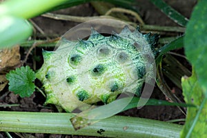 Horned melon or Cucumis metuliferus annual vine plant with fresh green fruit covered in horn like spines planted in local garden