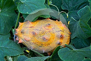 Horned Melon Fruit