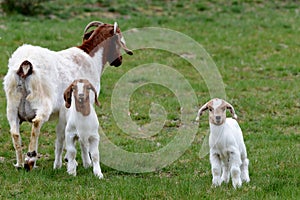 Mother goat with two baby goats in a meadow