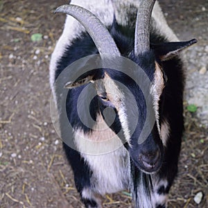 Horned Nigerian Dwarf Goat