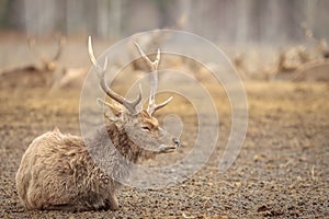 Horned noble deer rests