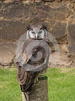 Horned Owl photo