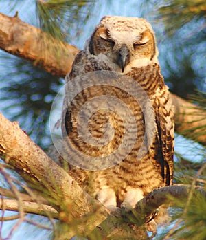 Horned Owl