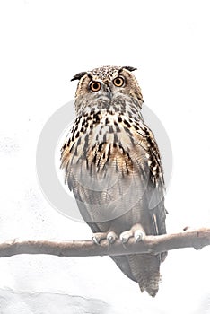 horned owl brown insolated in white