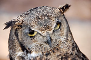 Horned Owl - BÃºho