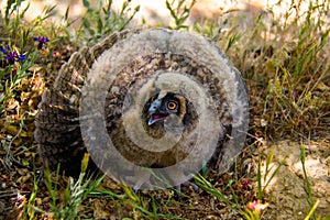 Horned Owl Chick Bubo bubo