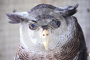 Horned Owl photo