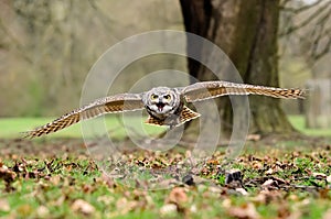 Horned Owl in Flight