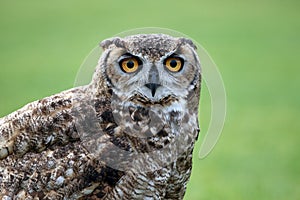 Horned Owl staring