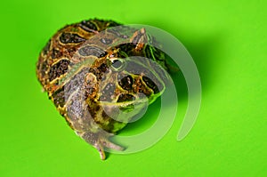 Horned Pacman Frog