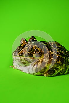Horned Pacman Frog