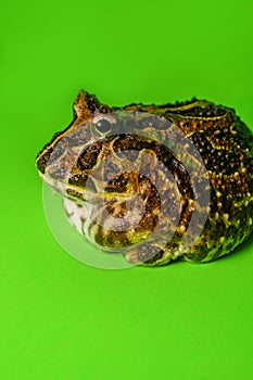 Horned Pacman Frog