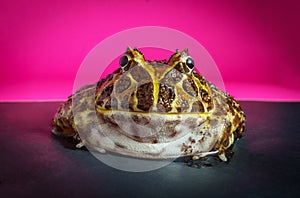 Horned Pacman Frog