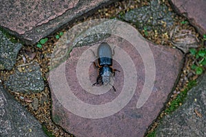 Horned Passalus Beetle