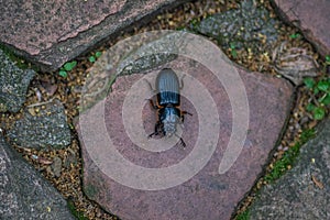 Horned Passalus Beetle