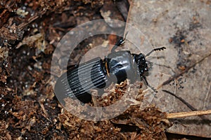 Horned Passalus - Odontotaenius disjunctus