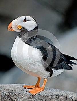 Horned Puffin photo