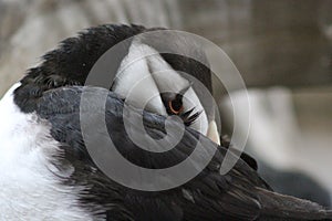 Horned Puffin in the Alaska Sealife Center