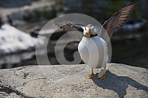 Horned Puffin bird