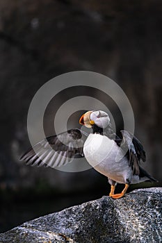 Horned Puffin Flapping Wings and Stretching